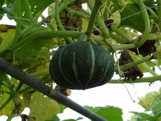 DSC00657-8.jpg